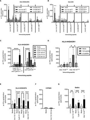 Vaccine Can Induce CD4-Mediated Responses to Homocitrullinated Peptides via Multiple HLA-Types and Confer Anti-Tumor Immunity